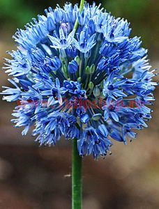 Bulbi Allium Caeruleum (Ceapa decorativa); Marime bulb 5/+ . Inaltime 50-60cm. Inflorire mai-iunie. STOC EPUIZAT!
