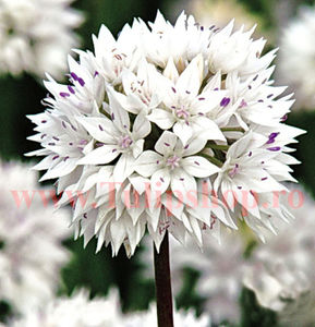 Bulbi Allium Gracefull (Ceapa decorativa); Marime bulb 6/ . Inaltime 40-50cm. Inflorire mai-iunie. STOC EPUIZAT!
