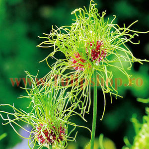 Bulbi Allium Hair (Ceapa decorativa); Marime bulb 5/+. Inaltime 50-70cm. Inflorire mai-iunie. STOC EPUIZAT.
