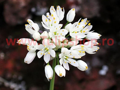 Bulbi Allium Neapolitanum (Ceapa decorativa); Marime bulb 4/+. Inaltime 25-35cm. Inflorire mai-iunie. STOC EPUIZAT!
