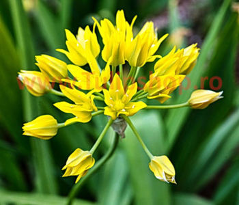 Bulbi Allium Moly (Ceapa decorativa); Marime bulb 4/+. Inaltime 25-35cm. Inflorire mai-iunie. STOC EPUIZAT!

