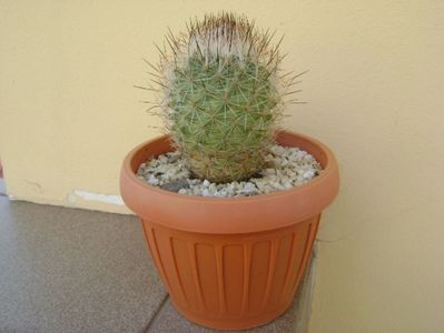 Gymnocactus beguinii (Turbinicarpus mandragora v. beguinii)