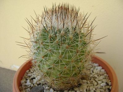 Gymnocactus beguinii (Turbinicarpus mandragora v. beguinii)