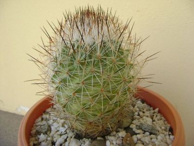 Gymnocactus beguinii (Turbinicarpus mandragora v. beguinii)