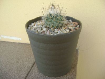 Gymnocactus beguinii v. senilis (Turbinicarpus beguinii v. senilis)