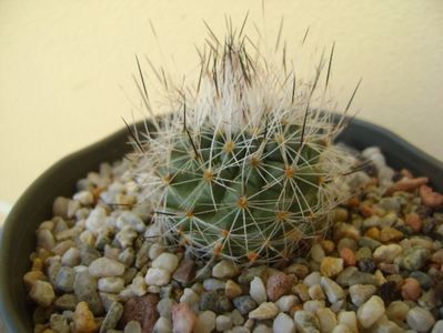 Gymnocactus beguinii v. senilis (Turbinicarpus beguinii v. senilis)