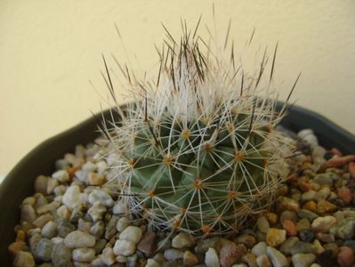 Gymnocactus beguinii v. senilis (Turbinicarpus beguinii v. senilis)