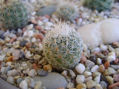 Gymnocactus subterraneus v. zaragosae (Turbinicarpus mandragora v. zaragosae)