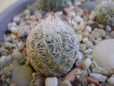 Gymnocactus subterraneus v. zaragosae (Turbinicarpus mandragora v. zaragosae)