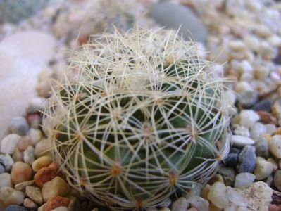 Gymnocactus (Turbinicarpus) knuthianus