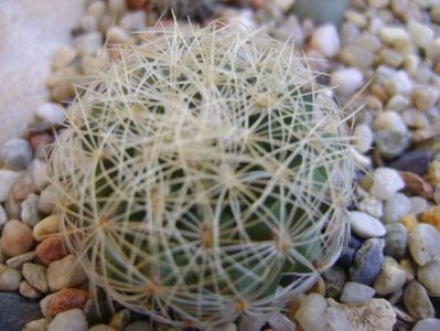 Gymnocactus (Turbinicarpus) knuthianus