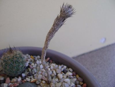 Gymnocactus subterraneus (Turbinicarpus mandragora v. subterraneus)