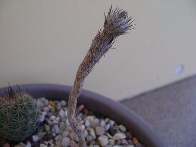 Gymnocactus subterraneus (Turbinicarpus mandragora v. subterraneus)