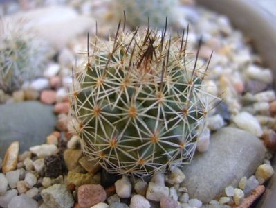 Gymnocactus beguinii