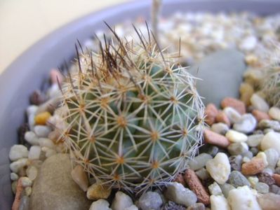 Gymnocactus beguinii