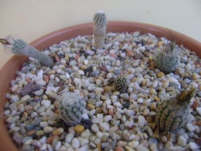 Grup de 6 Turbinicarpus; Turbini. krainzianus v. minimus 
Turbini. krainzianus v. lausserii 
Turbini. dickisoniae
Turbini. gracilis
Turbini. pseudopectinatus
