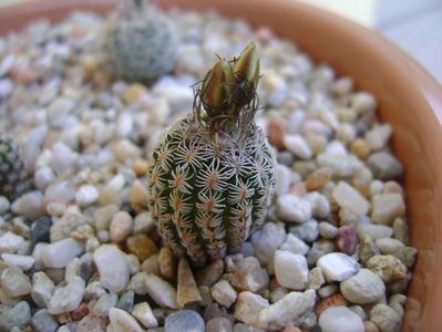 Turbinicactus krainzianus v. lausserii