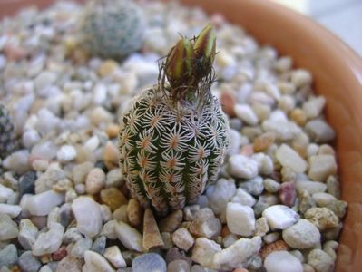 Turbinicactus krainzianus v. lausserii