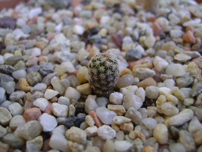 Turbinicarpus gracilis