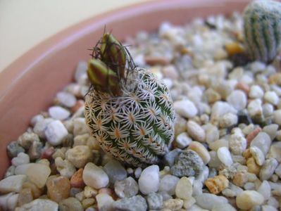 Turbinicactus krainzianus v. lausserii