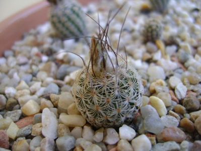 Turbinicarpus dickisoniae