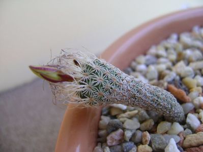 Turbinicarpus krainzianus v. minimus