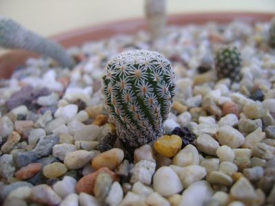 Turbinicactus krainzianus v. lausserii