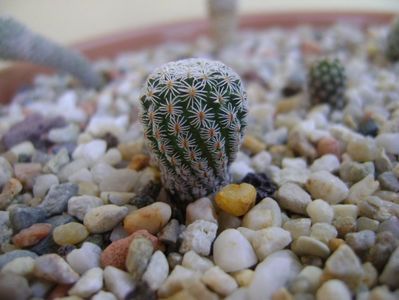 Turbinicactus krainzianus v. lausserii