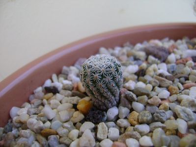 Turbinicactus krainzianus v. lausserii