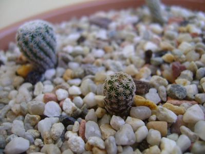 Turbinicarpus gracilis