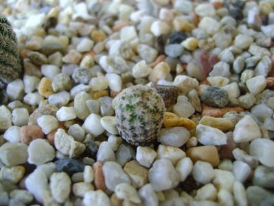 Turbinicarpus gracilis