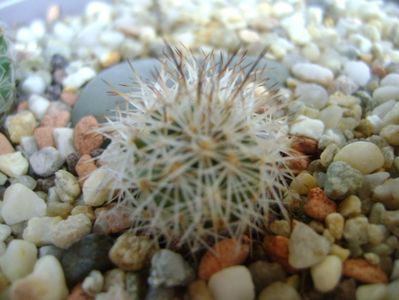 Gymnocactus (Turbinicarpus) preenii