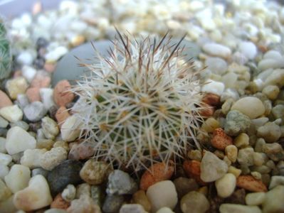 Gymnocactus (Turbinicarpus) preenii