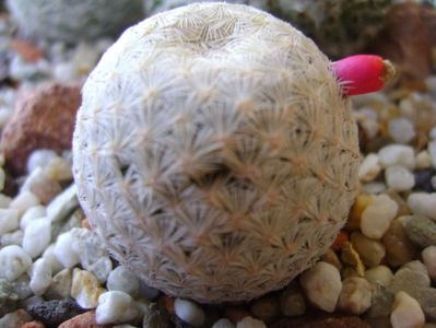 Mammillaria egregia