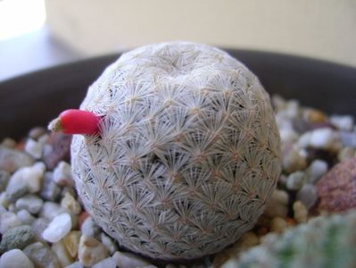 Mammillaria egregia