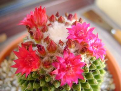 Mammillaria polythele cv. Stachellos