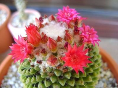 Mammillaria polythele cv. Stachellos