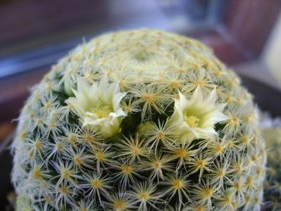 Mammillaria schiedeana