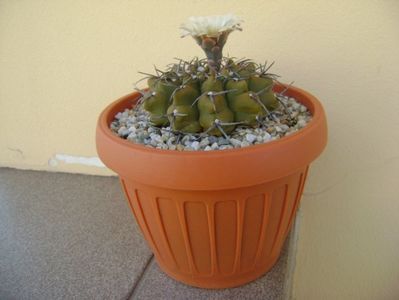 Gymnocalycium vatteri