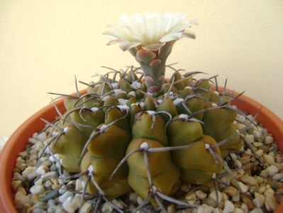 Gymnocalycium vatteri