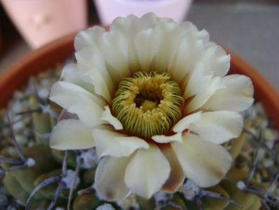 Gymnocalycium vatteri