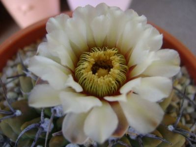 Gymnocalycium vatteri