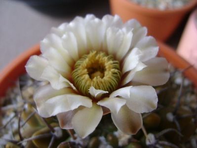 Gymnocalycium vatteri