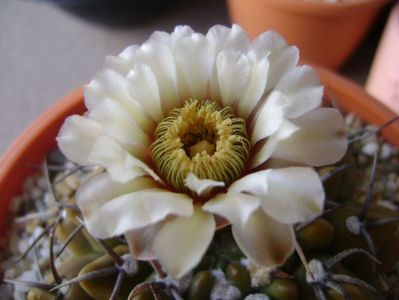 Gymnocalycium vatteri