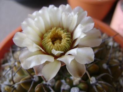 Gymnocalycium vatteri