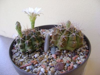 Gymnocalycium damsii v. tucavocense