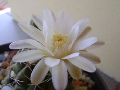 Gymnocalycium damsii v. tucavocense