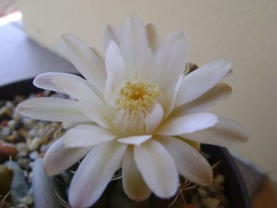 Gymnocalycium damsii v. tucavocense