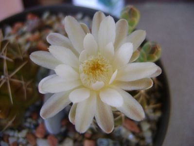 Gymnocalycium damsii v. tucavocense