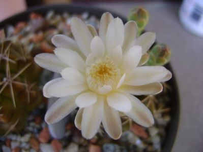 Gymnocalycium damsii v. tucavocense